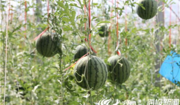 青岛网红小哥吃瓜视频,街头热辣一幕引网友热议