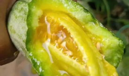 哪里吃网红的瓜,跟随“哪里吃”探寻热门八卦盛宴